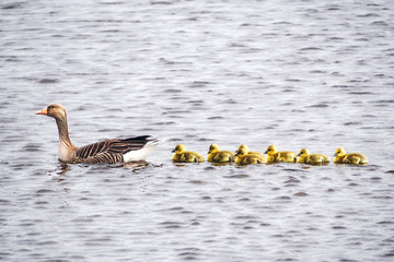Mother duck with duckling