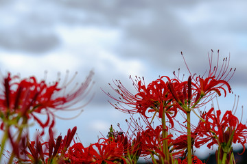 秋色・彼岸花48