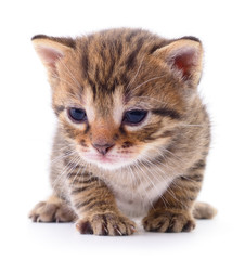 Kitten on white background.
