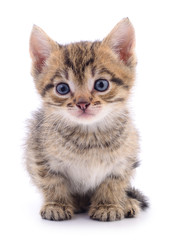 Kitten on white background.