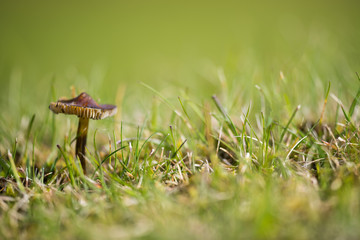 Macro Image of Mushroom in the Grass