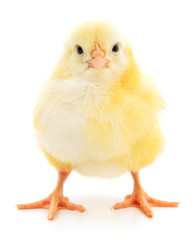 Small yellow chicken