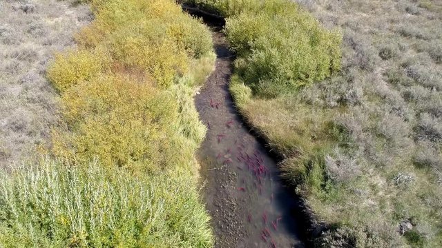 Aerial view of Kokanee salmon spawning up small river as they school together.