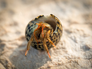 Hermit crab