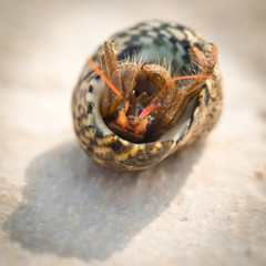  hermit crab