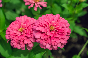 Pink zinnia   with beautiful blooming in  garden  outdoor on green leaf background