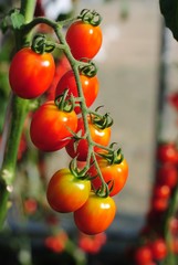 tomato cherry food green nature fresh organic garden background