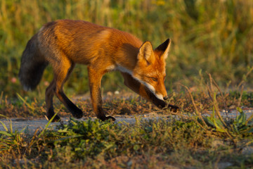 Cute young fox cub on the grass background. One. Evening light. Wild nature. Animals.