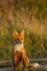 Cute young fox cub on the grass background. One. Evening light. Wild nature. Animals.