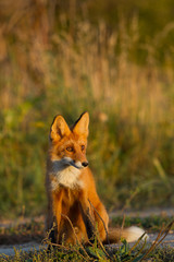 Cute young fox cub on the grass background. One. Evening light. Wild nature. Animals.