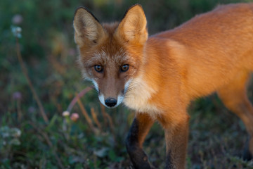 Cute young fox cub on the grass background. One. Evening light. Wild nature. Animals.