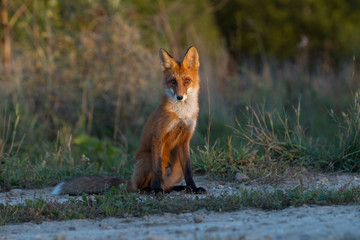 Cute young fox cub on the grass background. One. Evening light. Wild nature. Animals.
