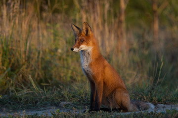 Cute young fox cub on the grass background. One. Evening light. Wild nature. Animals.