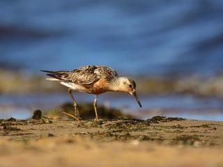 The red knot (Calidris canutus) in breeding plumage