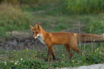 Naklejka na ściany i meble Cute young fox cub on the grass background. One. Evening light. Wild nature. Animals.