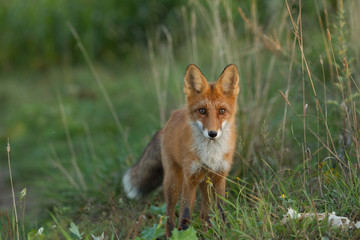 Cute young fox cub on the grass background. One. Evening light. Wild nature. Animals.