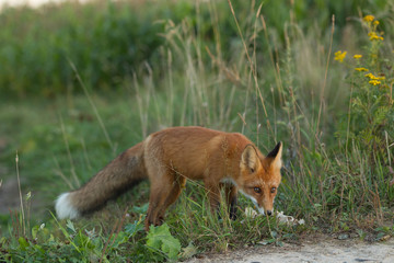 Cute young fox cub on the grass background. One. Evening light. Wild nature. Animals.