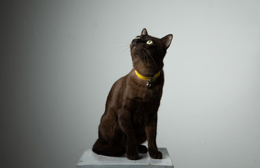 brown cat sitting on chair with studio lighting