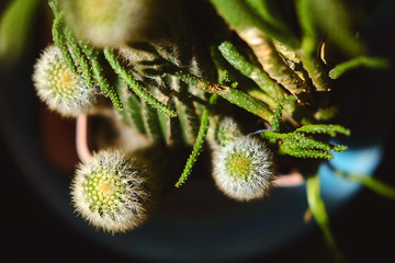 Cactus in pot.Green cactus potted plant.Cactus house plants