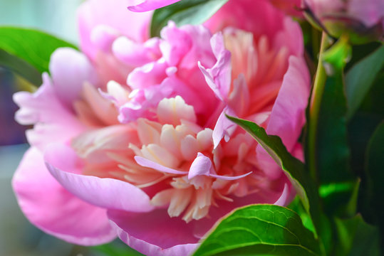 Blossoming peony macro in soft light for prints, posters, design, covers, wallpapers. Nice garden flower. Spring and summer plants. Artistic photo with fuchsia flower for interior, cards.