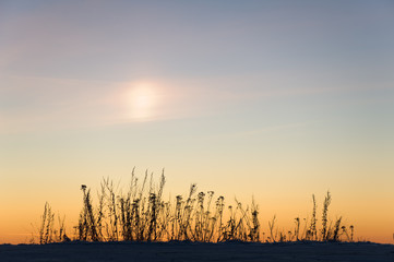 Fototapeta premium Plant silhouettes and sundog in the evening sky