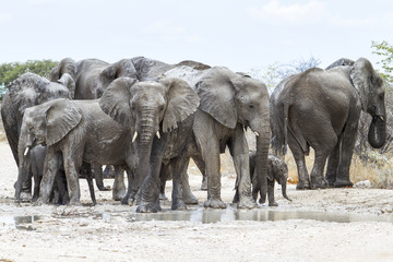 Elephant herd in the beginning of the rainy season enjoy the water and the mud in the Etosha National Park in Namibia