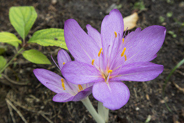 Colchicum cilicicum violet flowers.