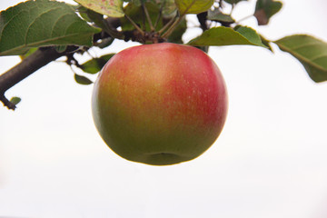 red apple on the branch