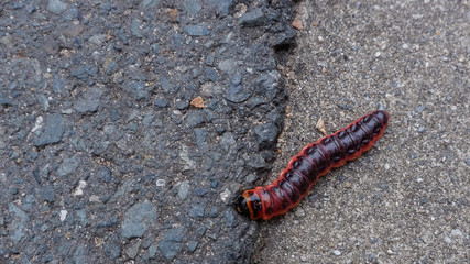 Insekt auf dem Asphalt 