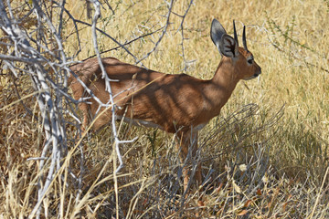 Steinböckchen (Raphicerus campestris) im Etosha Nationalpark in Namibia