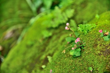 small pink flowers in moss green background