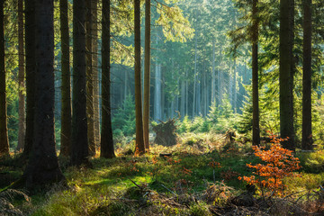 Fototapeta premium Naturalny las świerkowych drzew jesienią