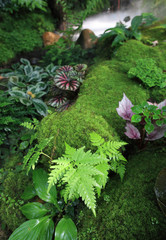 waterfall in the forest