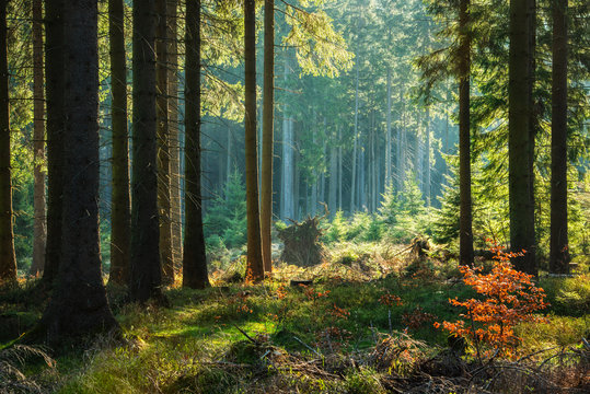 Fototapeta Naturalny las świerkowy jesienią