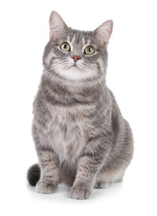 Porträt der grauen getigerten Katze auf weißem Hintergrund. Schönes Haustier