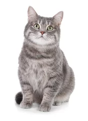 Fototapete Katze Porträt der grauen getigerten Katze auf weißem Hintergrund. Schönes Haustier