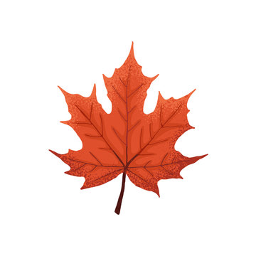 Hand drawn maple leaf. Colorful and bright maple leaf isolated on white background.