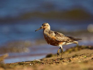 The red knot (Calidris canutus) in breeding plumage