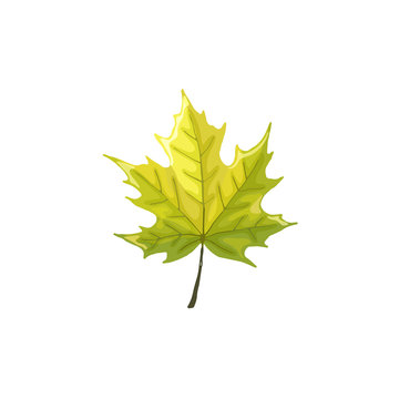 Hand drawn maple leaf. Colorful and bright maple leaf isolated on white background.