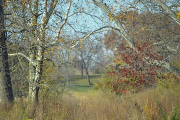 Beautiful Fall landscape