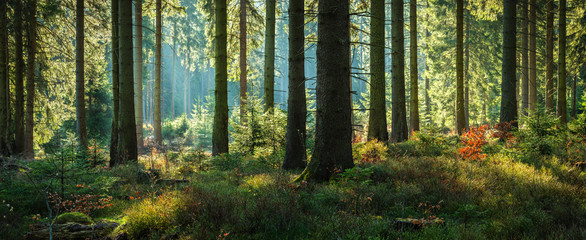 Fototapeta premium Słoneczny Las Świerkowych Drzew Jesienią, Panorama