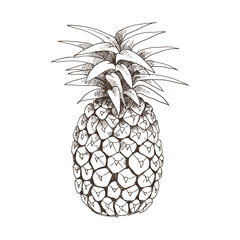 Hand drawn pineapple isolated on white background. Tropical fruit sketch vector illustration.