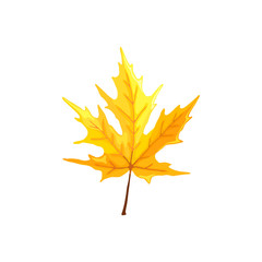 Hand drawn maple leaf. Colorful and bright maple leaf isolated on white background.
