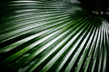 Singapore, Botanic Garden