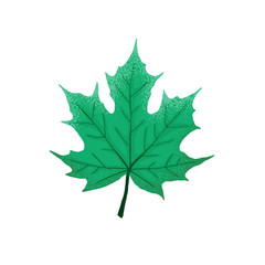 Hand drawn maple leaf. Colorful and bright maple leaf isolated on white background.