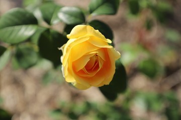 La roseraie à Genève