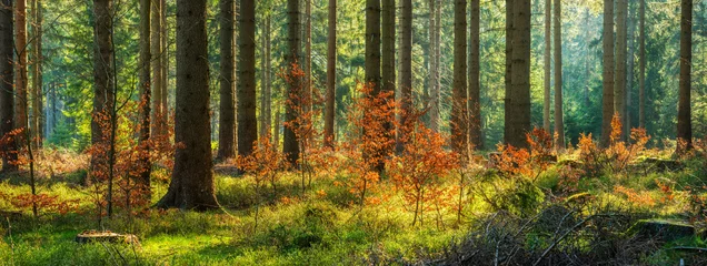Fototapeten Panorama des sonnigen Fichtenwaldes im Herbst © AVTG