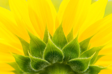 sunflower close up