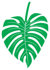 Leaf of Monstera - tropical plant vector illustration