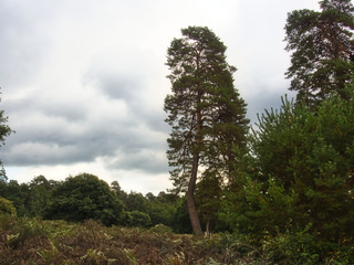 Fototapeta premium Rundgang Wahner Heide 